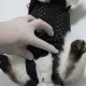 Petsuit Yara Koruyucu Korse XSmall